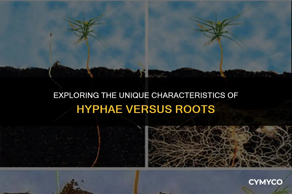 how are hyphae different from roots