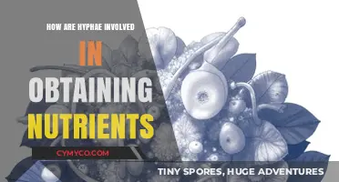 Unveiling the Role of Hyphae in Nutrient Acquisition: A Mycological Insight