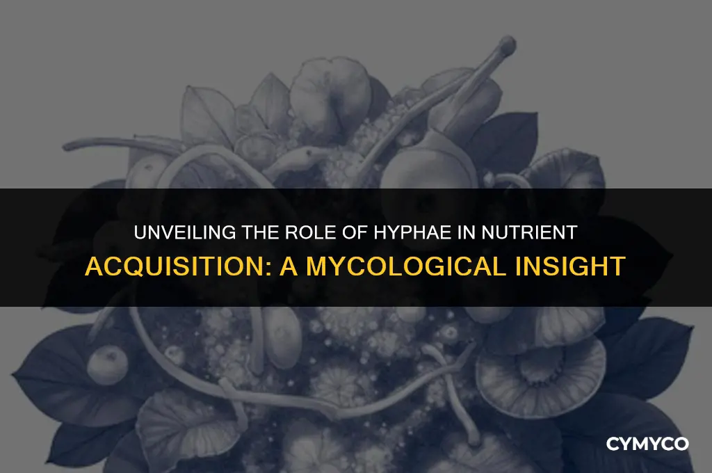 how are hyphae involved in obtaining nutrients