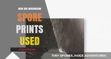 Unlocking the Secrets of Mushroom Identification: The Power of Spore Prints