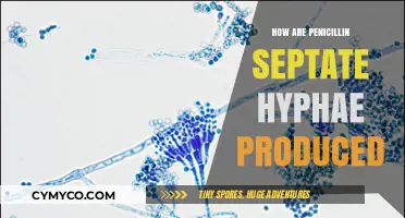 Unlocking the Secrets: Penicillin Septate Hyphae Production Explained