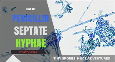Unraveling the Structure: Penicillin's Septate Hyphae Explained