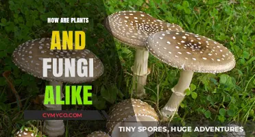 Exploring the Intriguing Similarities Between Plants and Fungi