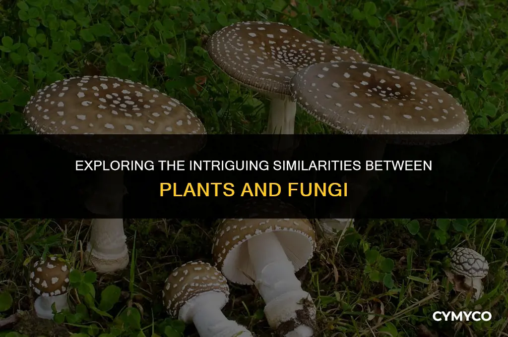 how are plants and fungi alike