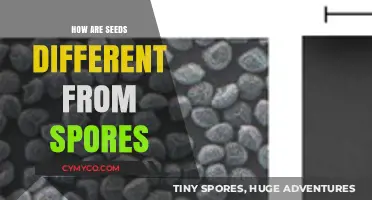 Exploring the Key Differences Between Seeds and Spores