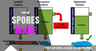 Unveiling the Mysteries: How Spores are Made in Nature