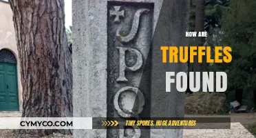 Unveiling the Secrets: How Truffles are Discovered in Nature