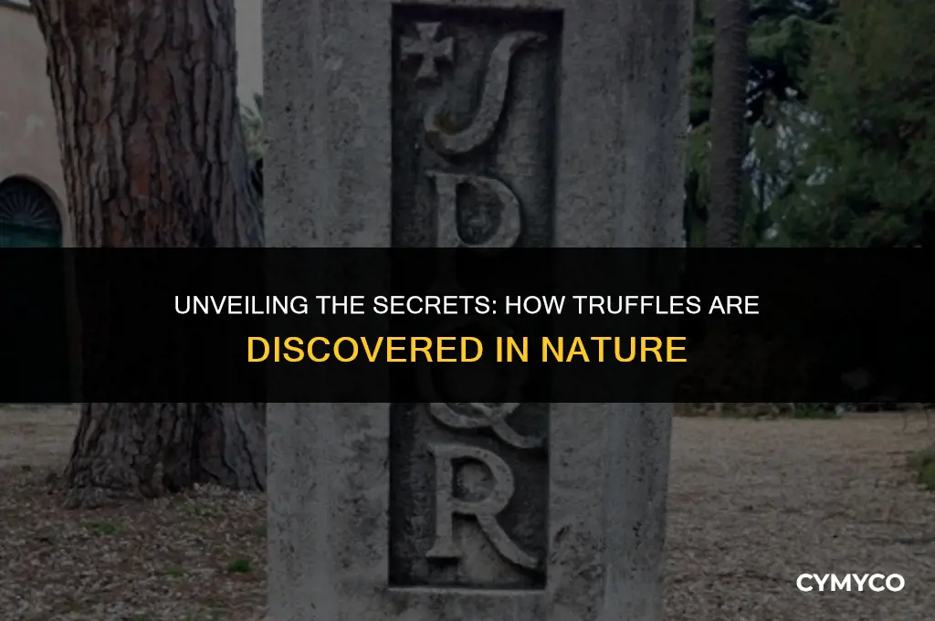 how are truffles found
