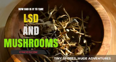 Exploring the Risks: LSD and Mushrooms Use Unveiled