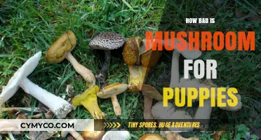 The Hidden Dangers: Mushrooms and Their Toxicity to Puppies