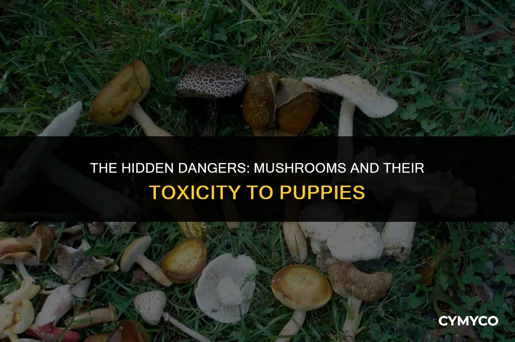 how bad is mushrooms for puppies
