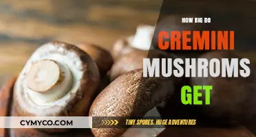 Understanding the Growth Size of Cremini Mushrooms: A Comprehensive Guide