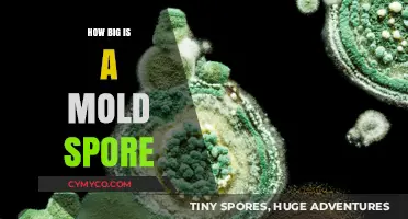 Unveiling the Microscopic World: The Astonishing Size of Mold Spores