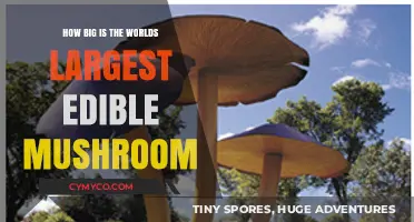 Exploring the Gigantic Size of the World's Largest Edible Mushroom