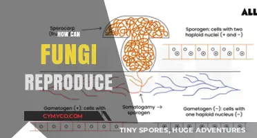 Exploring Fungi Reproduction: Methods, Spores, and Life Cycle Secrets