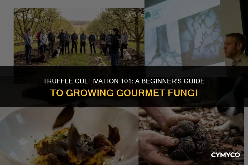 how can i grow truffles
