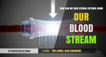 Purifying the Lifeline: Strategies to Filter Hyphae from Bloodstream