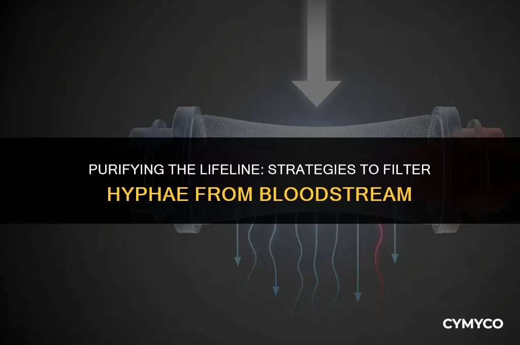 how can we have hyphae filtered from our blood stream