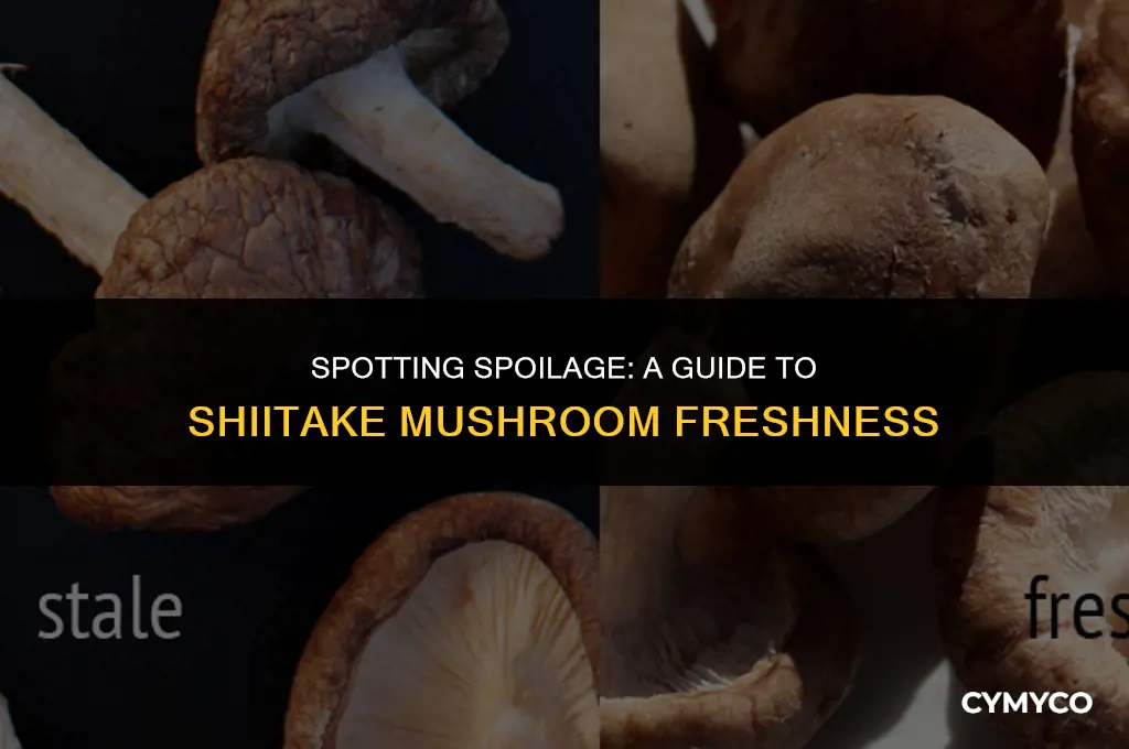 how can you tell if shiitake mushrooms have gone bad