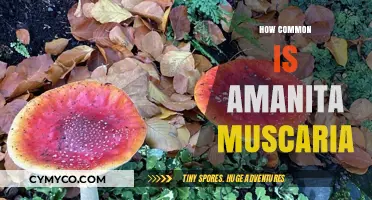 Exploring the Prevalence of Amanita Muscaria: A Comprehensive Guide