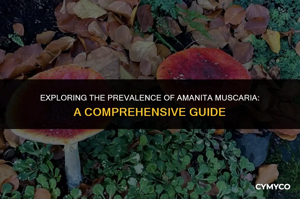 how common is amanita muscaria