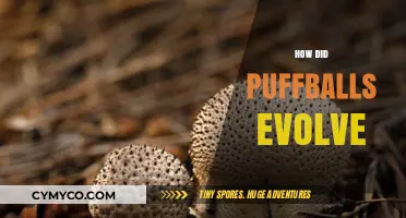 Unveiling the Fascinating Evolutionary Journey of Puffballs