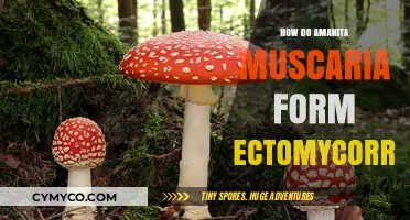 Exploring the Symbiotic Relationship: Amanita Muscaria and Ectomycorrhiza Formation
