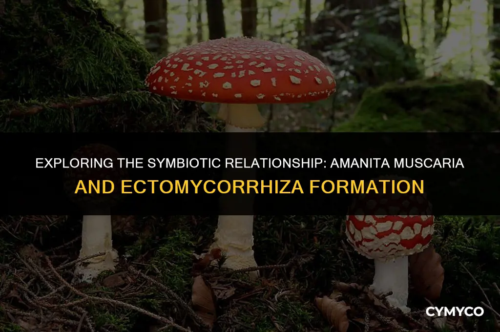how do amanita muscaria form ectomycorrhiza