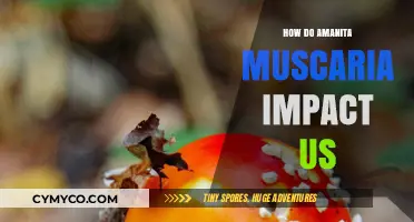 Exploring the Effects of Amanita Muscaria: A Comprehensive Guide