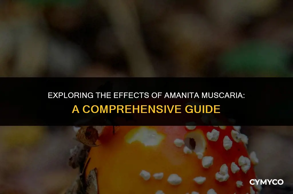 how do amanita muscaria impact us