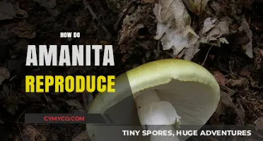 Exploring the Fascinating Reproduction Methods of Amanita Mushrooms