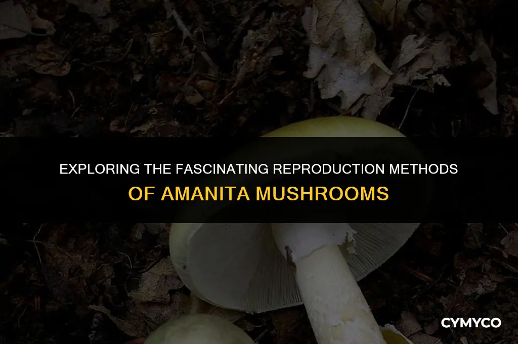 how do amanita reproduce