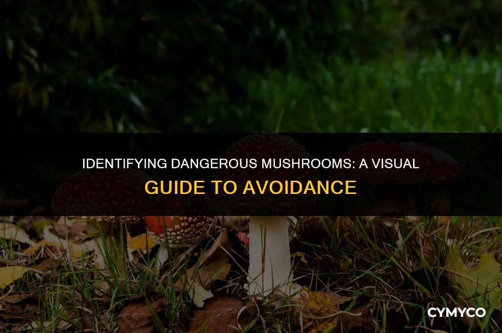 how do bad mushrooms look