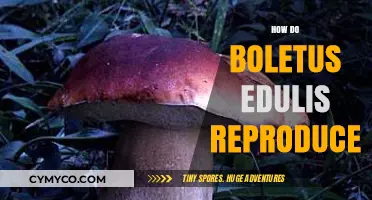 The Fascinating Reproduction Cycle of Boletus Edulis Mushrooms