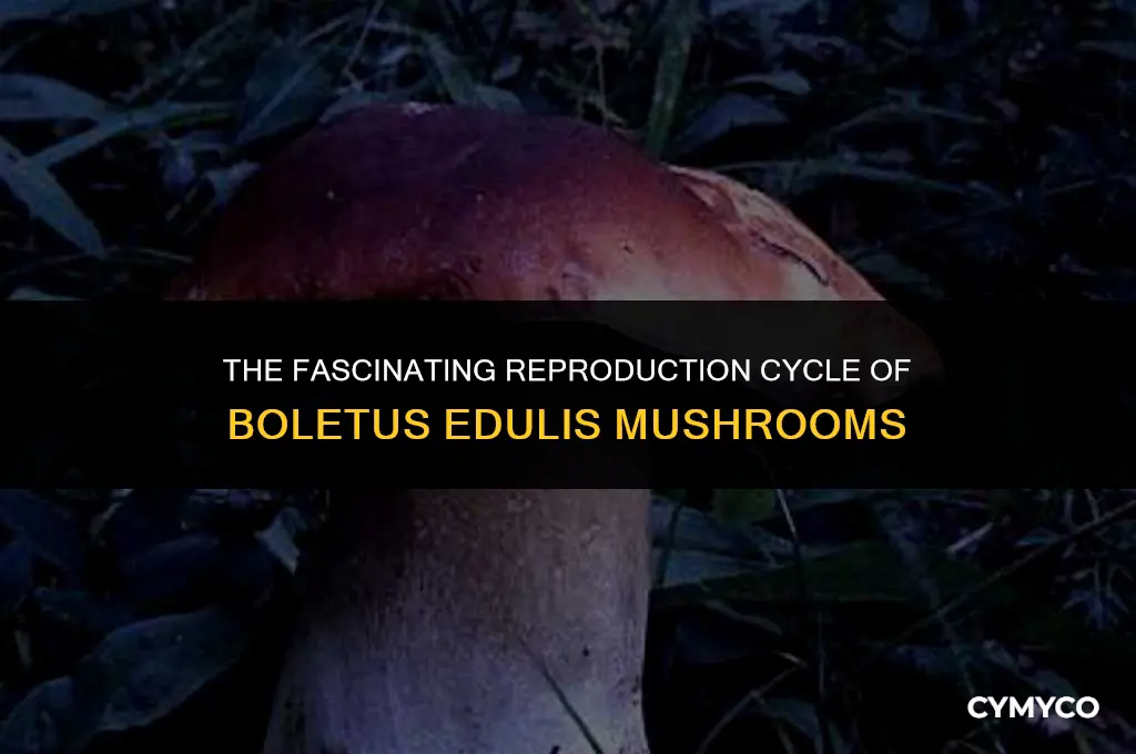 how do boletus edulis reproduce