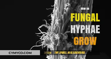Unraveling the Mysteries of Fungal Hyphae Growth