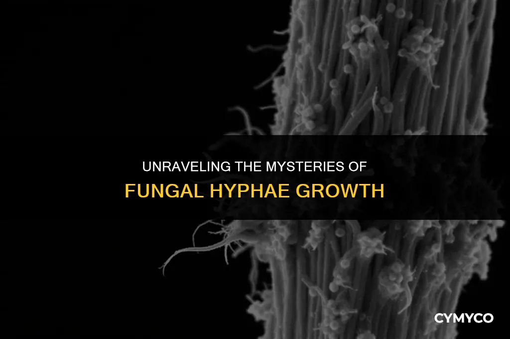 how do fungal hyphae grow