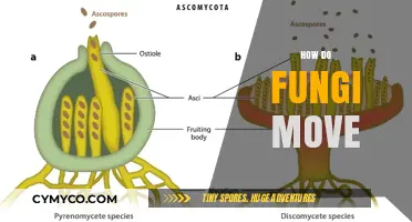 Exploring the Fascinating World of Fungal Locomotion