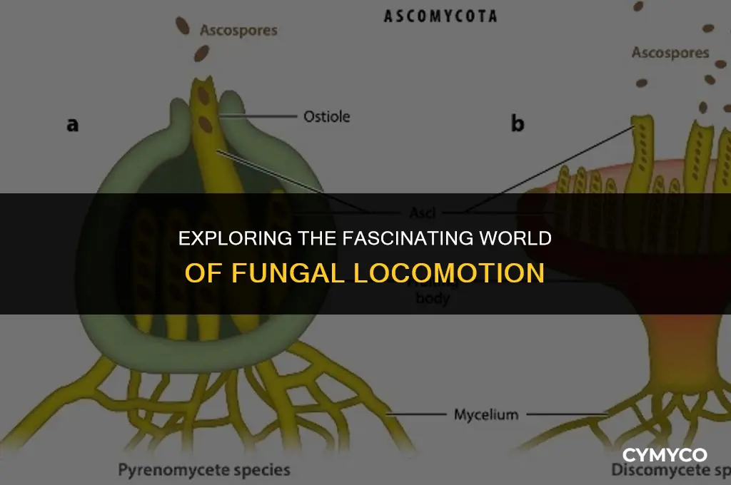 how do fungi move