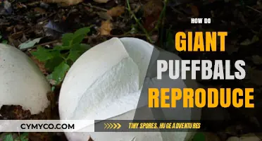 The Fascinating Reproduction Cycle of Giant Puffballs