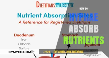 Unveiling the Secrets: How Hyphae Master Nutrient Absorption