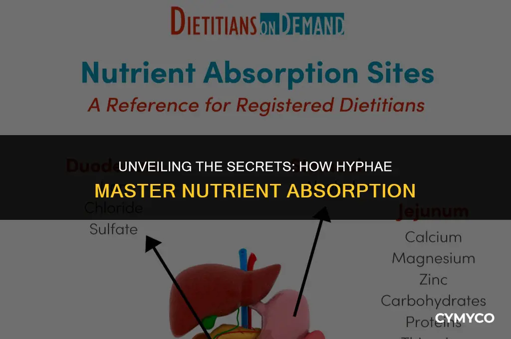 how do hyphae absorb nutrients