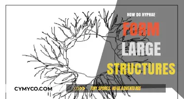 Hyphae: The Tiny Threads That Build Mighty Fungal Empires