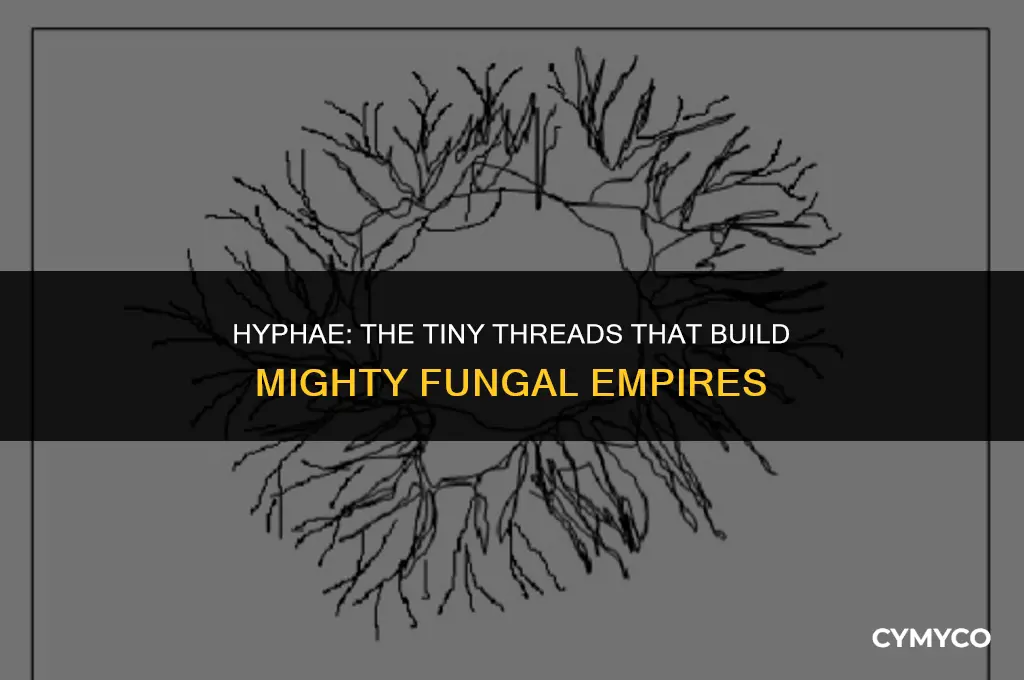how do hyphae form large structures