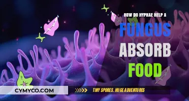 Hyphae: The Hidden Heroes of Fungal Food Absorption