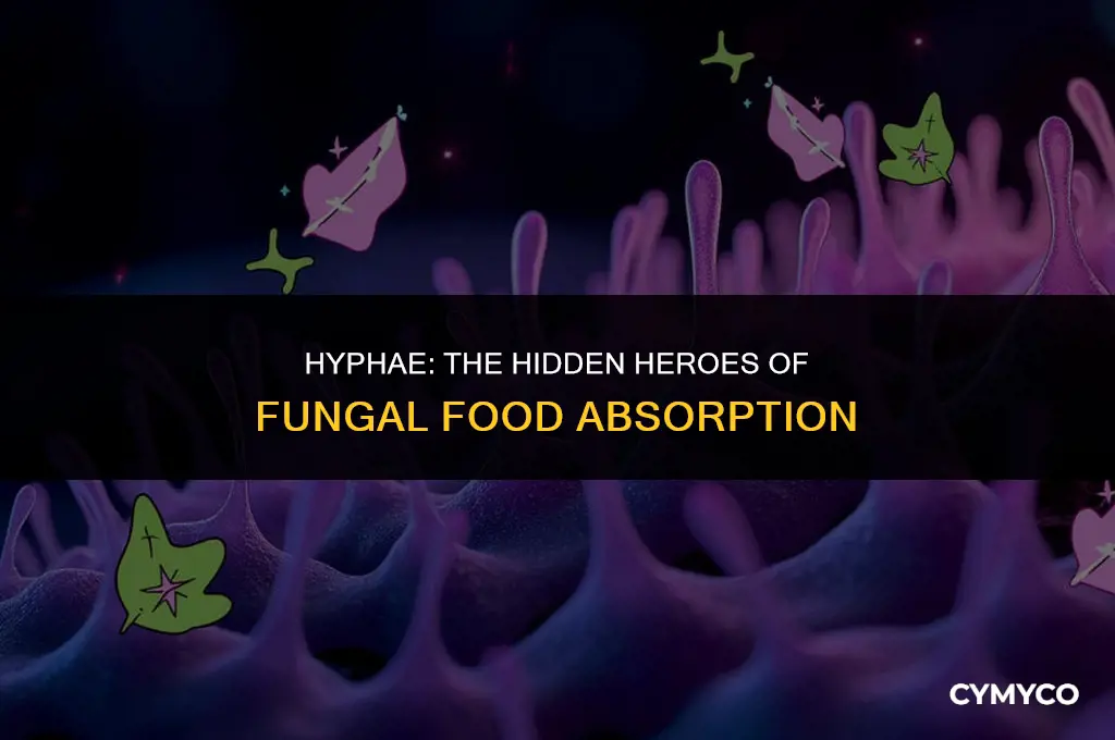 how do hyphae help a fungus absorb food