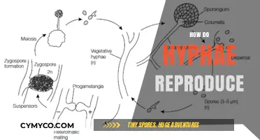 Exploring the Fascinating World of Hyphae Reproduction