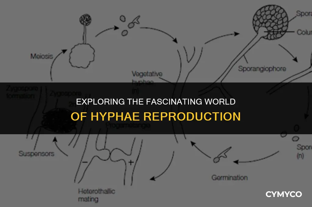 how do hyphae reproduce
