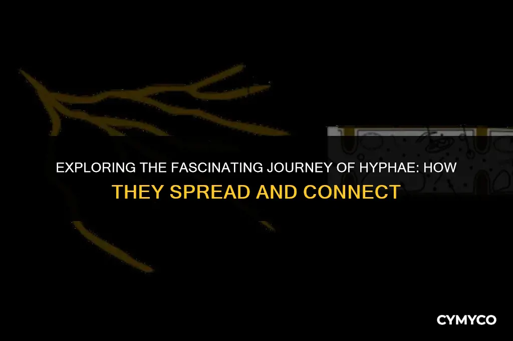 how do hyphae spread from one area to another brainly