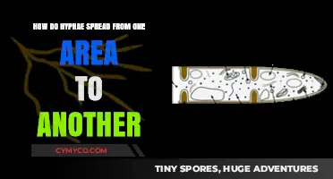 Exploring the Fascinating Journey of Hyphae: How They Spread and Thrive